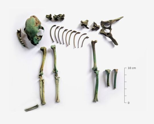 Kat skelet archeozoölogische onderzoek